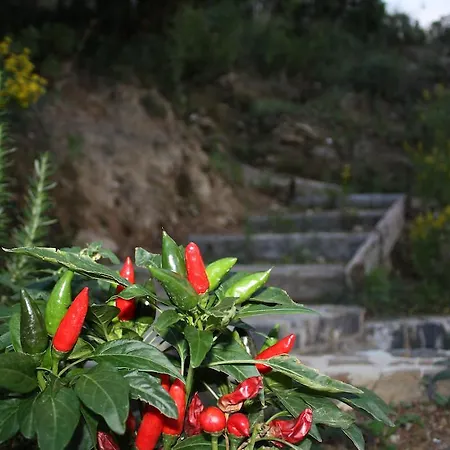 Serra D'elci أسشيا